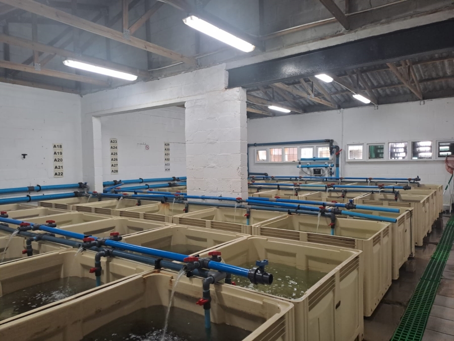 Commercial Property for Sale in Kleinmond Western Cape